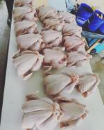 Homesteader 5