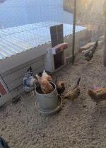 Look no further for an automatic chicken door 5