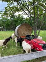 Great for moving round bales and firewood 5