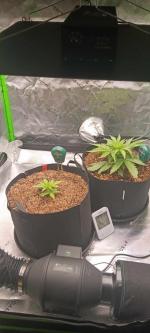 Big bud grower 5