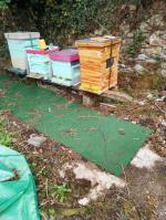 hives 5