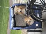 Vevor hondenfietskar  5