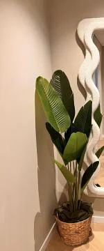 Geweldige plant 5