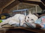 Our barn cat loves it! 5