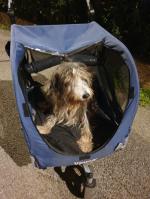 Remorque pour ma chienne 5