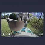 Smart Bird Feeder 5