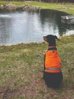 Vevor pond aerator 5