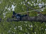 Amateur arborist  5