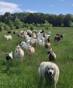 Great for weighing my Lamancha goats and LGDs. 5