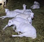 Great for weighing my Lamancha goats and LGDs. 5
