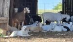 Great for weighing my Lamancha goats and LGDs. 5