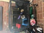 Amazing cage 5