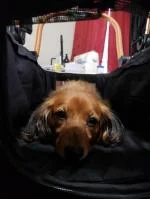 My dog LOVES it 5