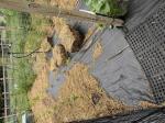 Garden Fabric 5