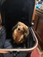 My dog LOVES it 5
