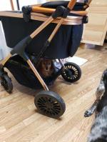 My dog LOVES it 5