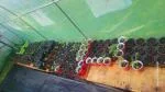 Green house 5