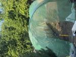 The green house its very strong  5