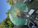 The green house its very strong  5