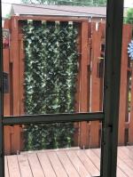 Ivy Privacy Fence - Excellent 5