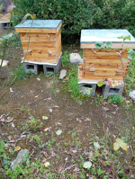 Langstroth beehive 10  5