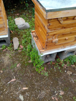 Langstroth beehive 10  5