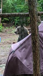 Even the Grizzlies Love it! 5