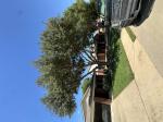 Great climber saw 5