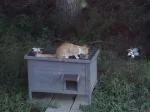 Great cat house 5