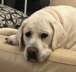Retired 4