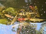 My Koi Are Now Living Better Than I Am 5