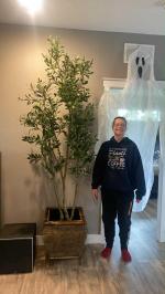 Gorgeous 8 foot olive tree. 5