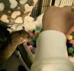 Best cage for our sweet rat. Lots of room and cleaning easy 5