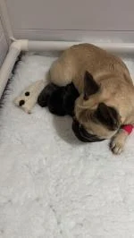 Whelping box 5