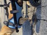 Dog wheel chair 5