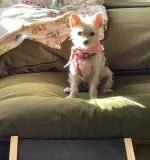 Lolas lovely ramp 5