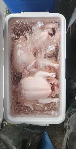 Chicken plucker 5