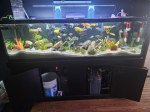 Great canister filter! 5
