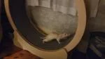 Perfect for ferrets!  5