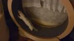 Perfect for ferrets!  5
