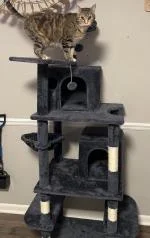 Competitively, priced awesome cat tree 5