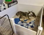 Excellent whelping box! 5