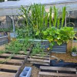 GREENHOUSE FAMILY 5