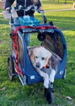 Pour mon labrador paralysé. 5