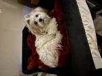 A mi perrita le encanta  5