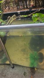 126.8 gal pond with view panel 4