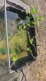 126.8 gal pond with view panel 4