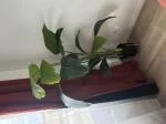 Strelitzia Nicolai artificiel 4