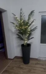 Palmier Areca 5