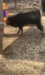 Scratch Post for Goats 5